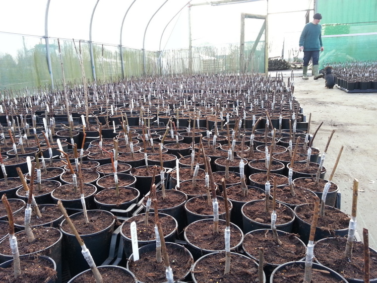 Grafted Fruit Trees grafted fruit trees