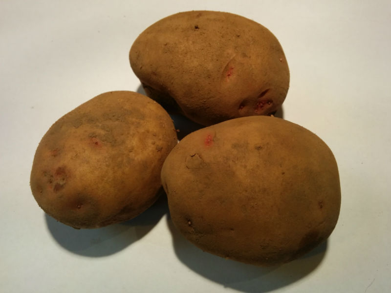 Cara Seed Potatoes