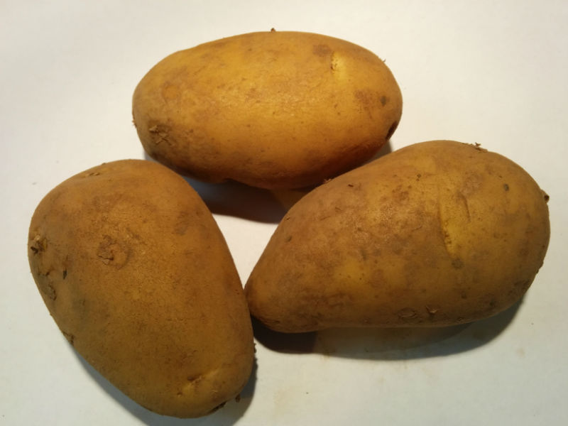 Charlotte Seed Potatoes