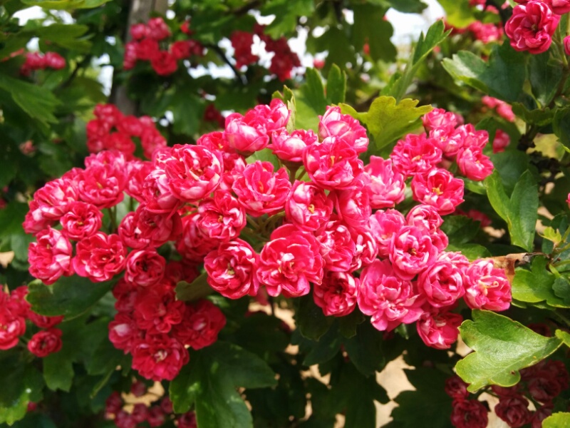 Crataegus Paul's Scarlet