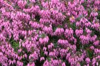 Erica carnea Vivelli