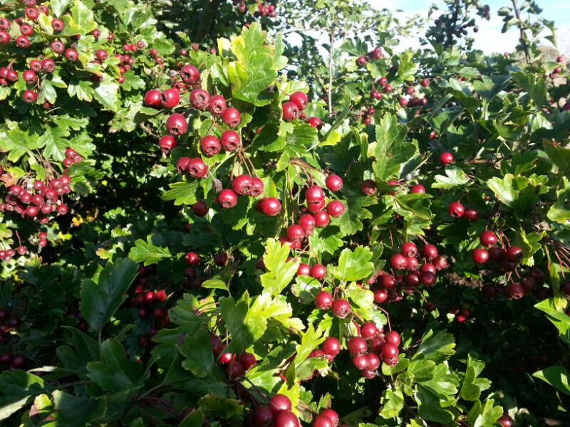 Best Native hedging plants