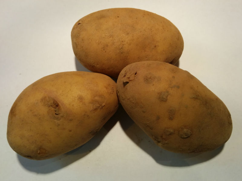 Kestrel Seed Potatoes