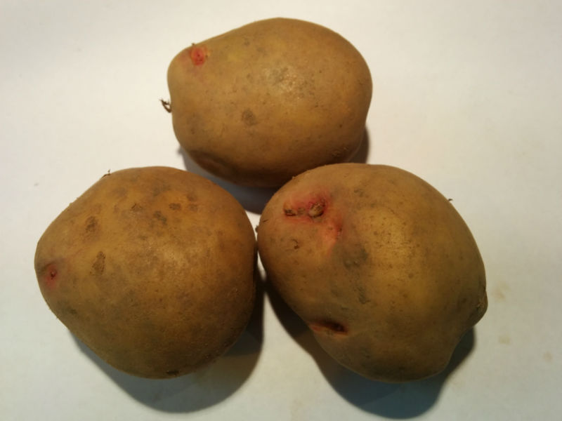 King Edward Seed Potatoes