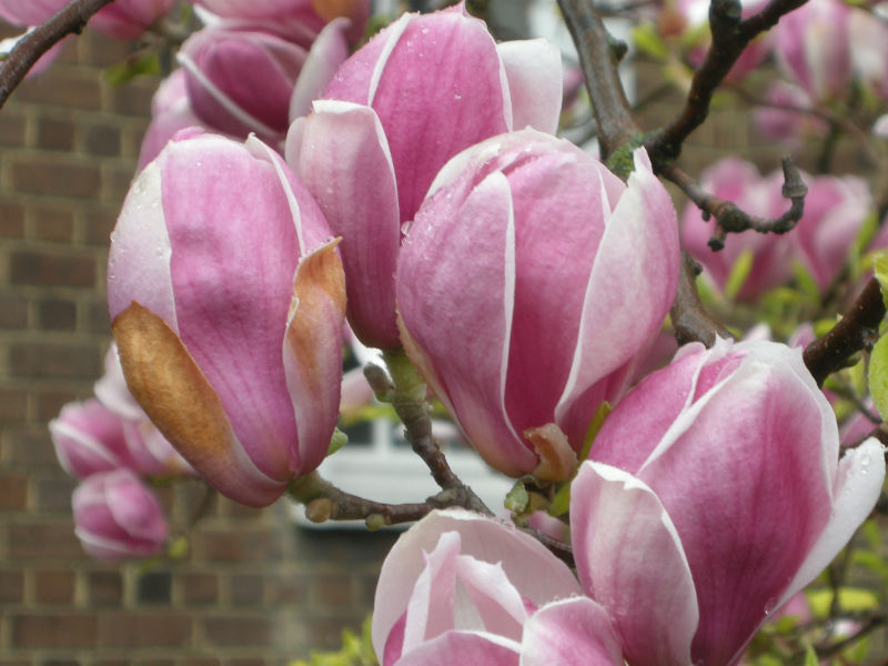 Magnolia soulangiana