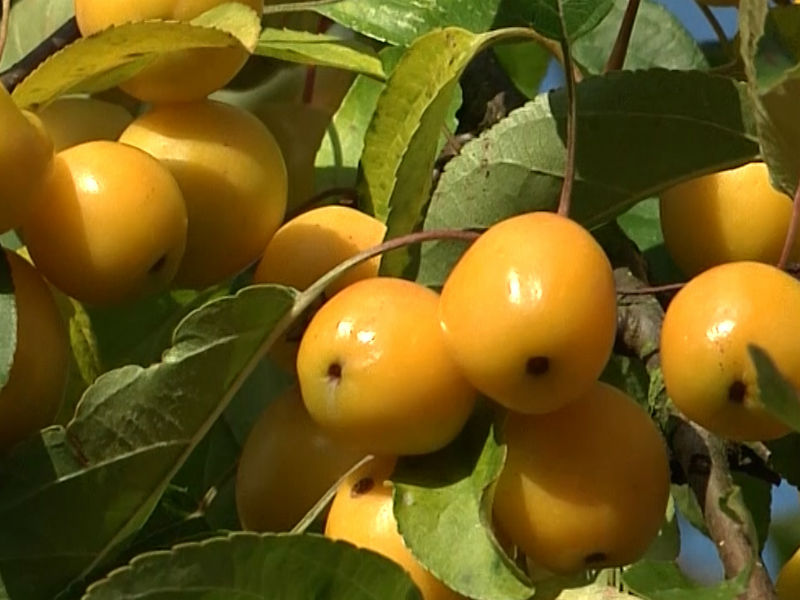 Malus Golden Hornet