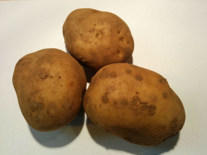 Maris Bard Seed Potatoes