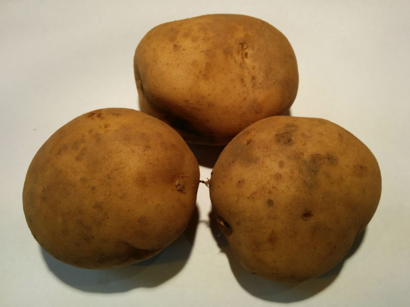 Pentland Javelin Seed Potatoes