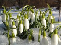 Snowdrops