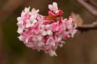 Viburnum bodnantense Dawn